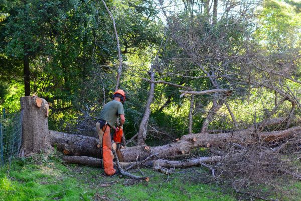 Cleveland Tree Removal